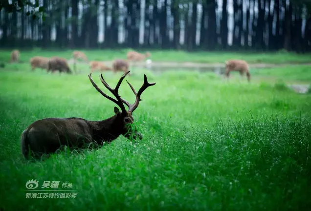 雄鹿主场首秀迎来满场球迷助威，壮观场面的简单介绍